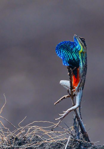 WhatsApp Image 2025-07-07 at 6.31.16 PM