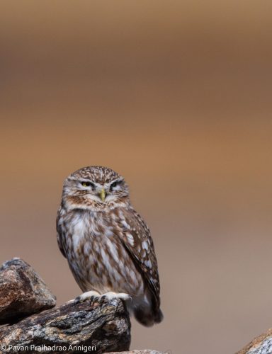 WhatsApp Image 2025-07-07 at 6.31.17 PM