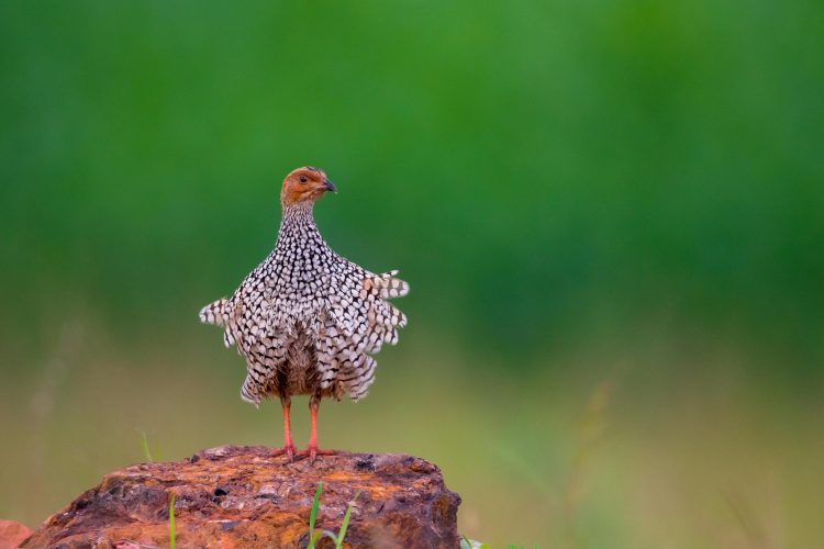 WhatsApp Image 2025-07-07 at 6.31.31 PM (1)