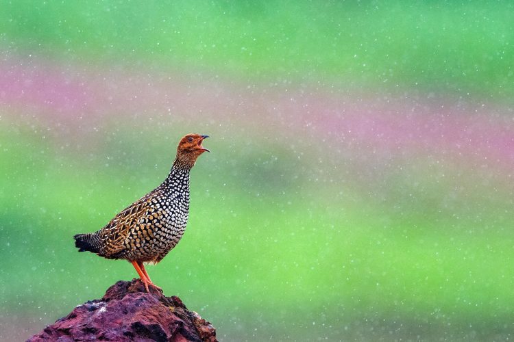 WhatsApp Image 2025-07-07 at 6.31.34 PM (1)